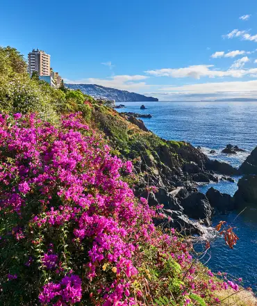 madeira1[1]