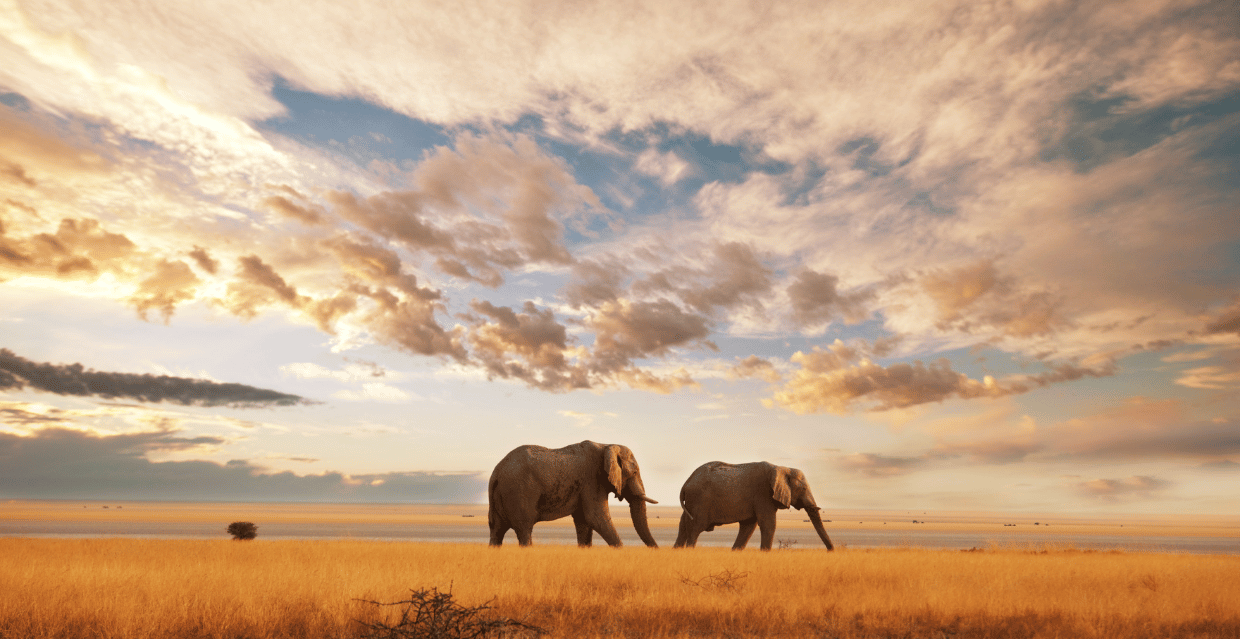 Elefanti nella savana africana al tramonto durante un safari in Kenya