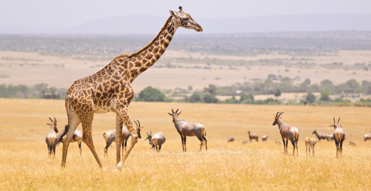 Giraffa e antilopi nella savana del Kenya durante un safari