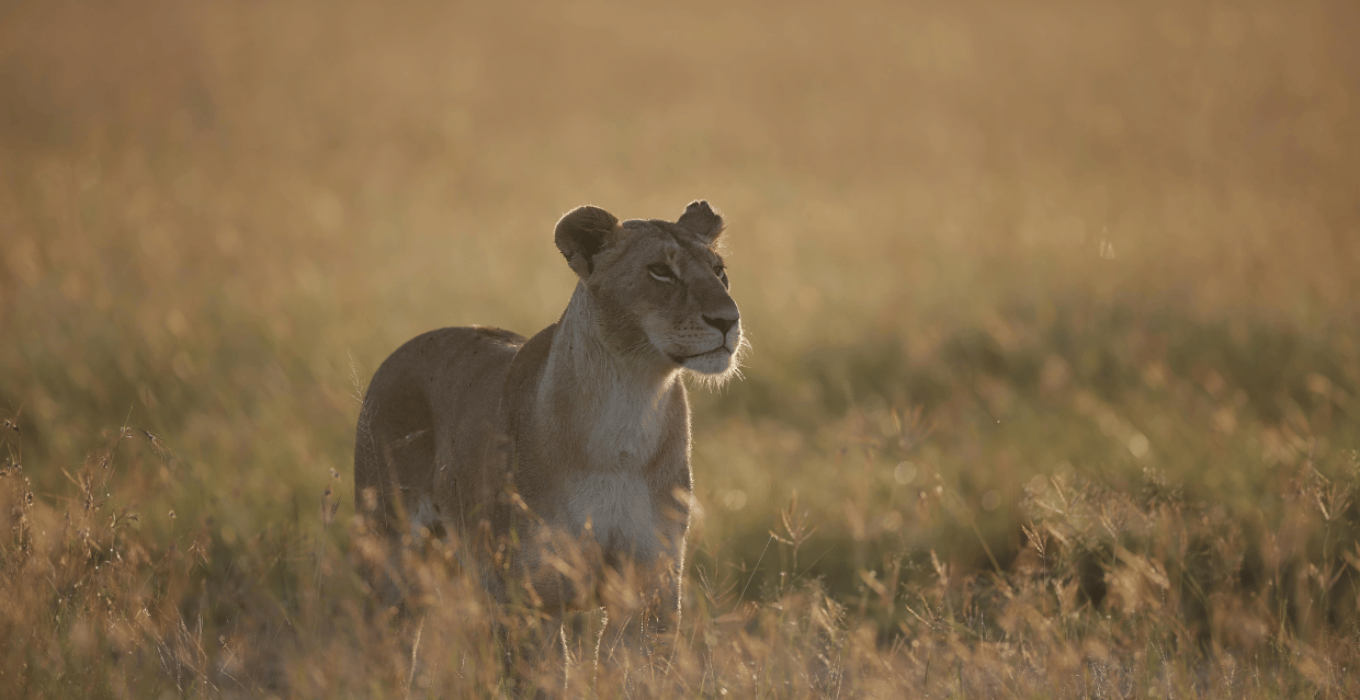 Leone nella savana africana durante un safari in Kenya
