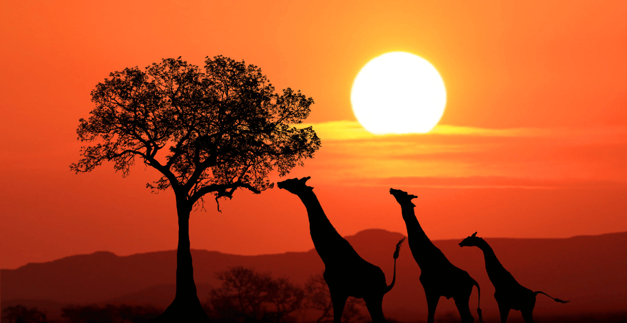 Giraffe al tramonto nella savana del Kenya durante un safari
