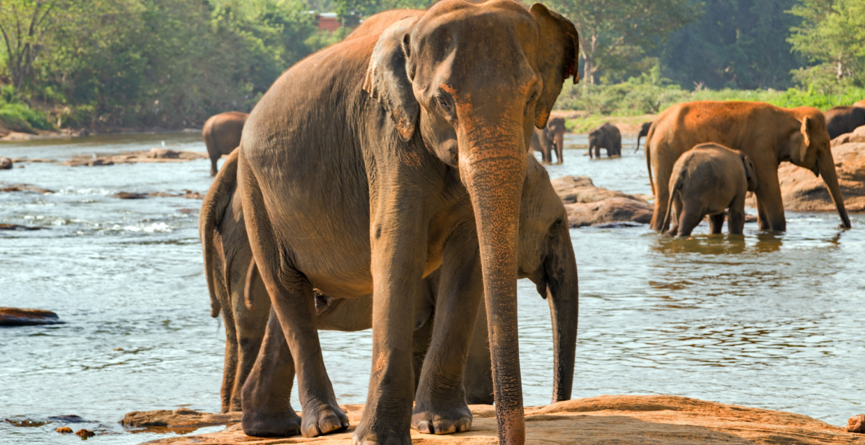 SRI LANKA