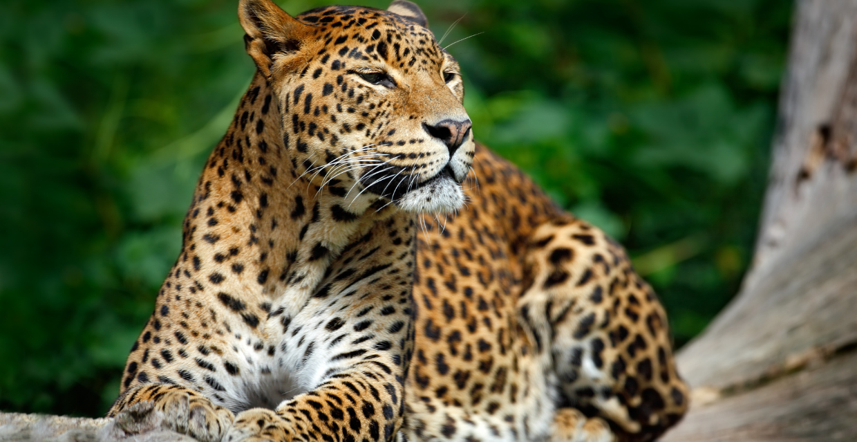 SRI LANKA1