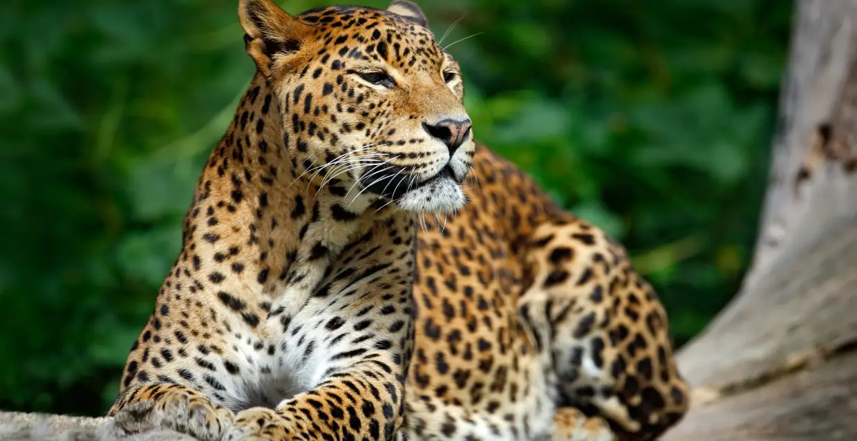 SRI LANKA1