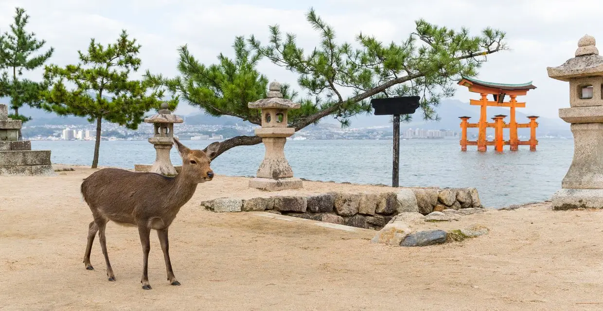 miyajima1