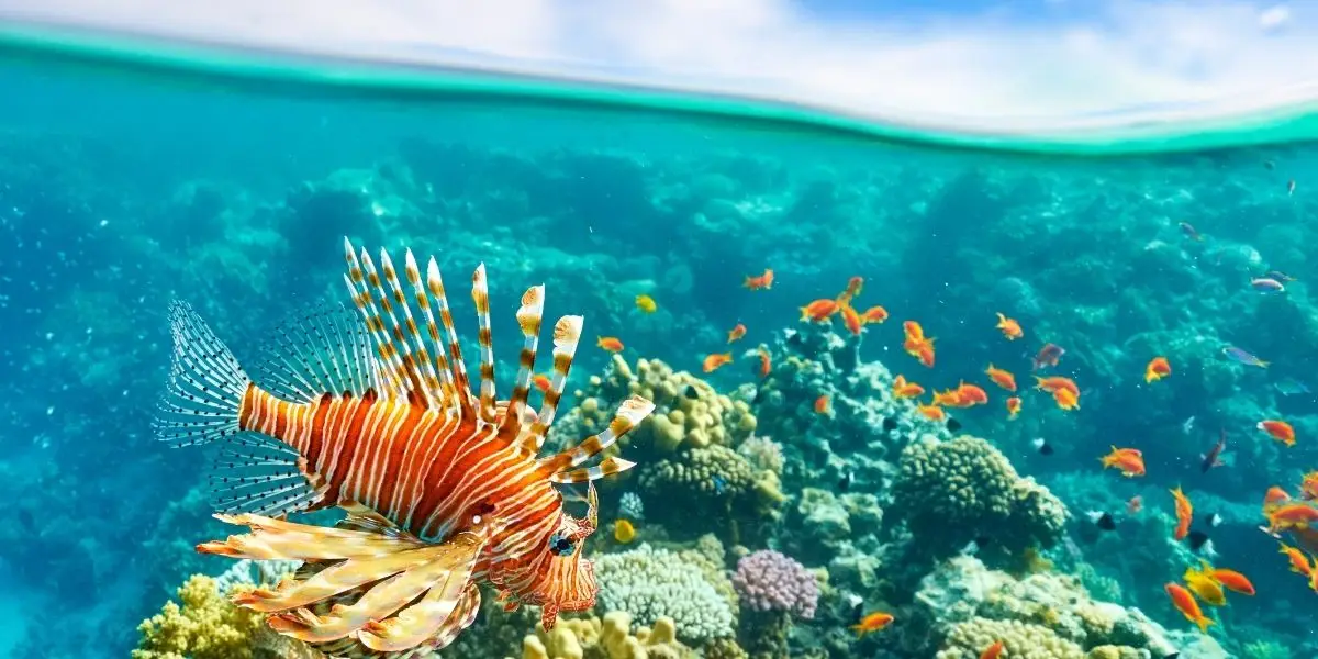 sharm1