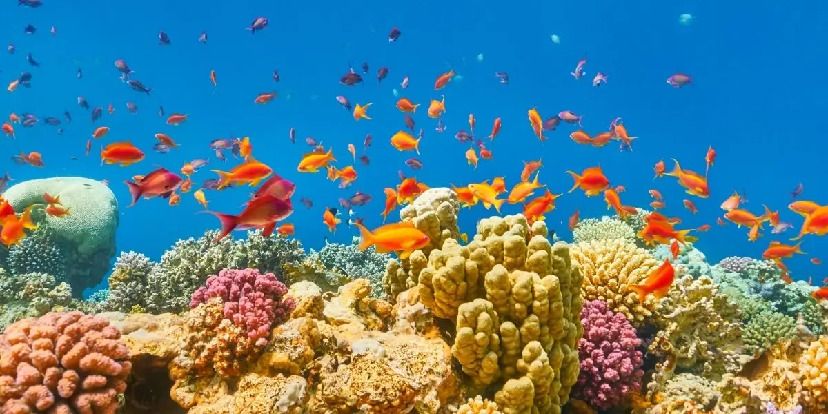 sharm2